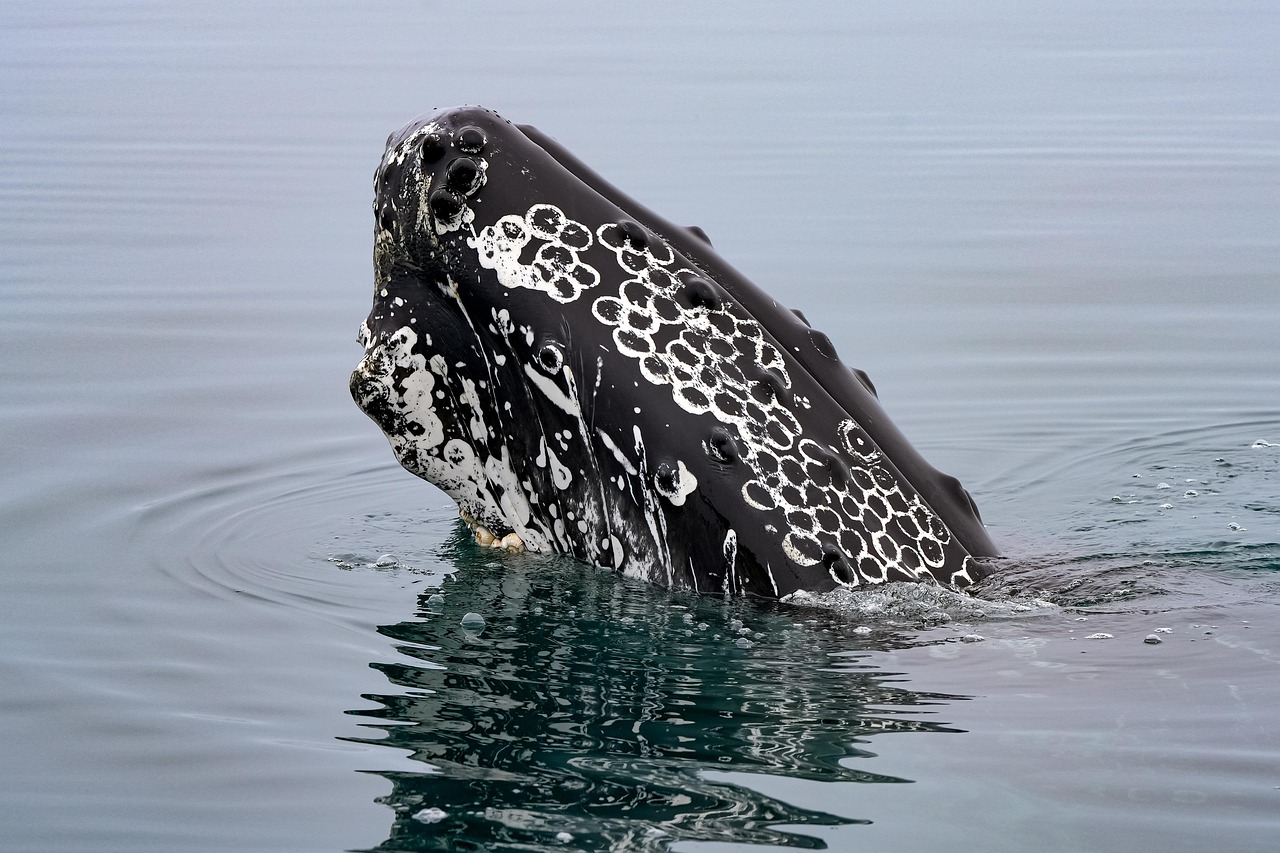 Avistamiento de ballenas en Pico Azores — cachalote emergiendo en el Atlántico