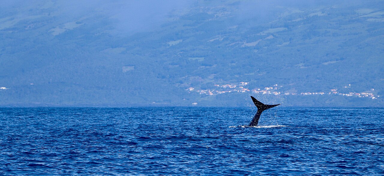 Cola de cachalote emergiendo del océano junto a la isla de Pico Azores