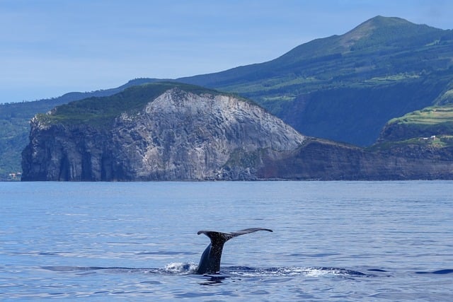 azores-ballena-verano-cuando-ir Cuándo ir a Azores: la guía definitiva mes a mes