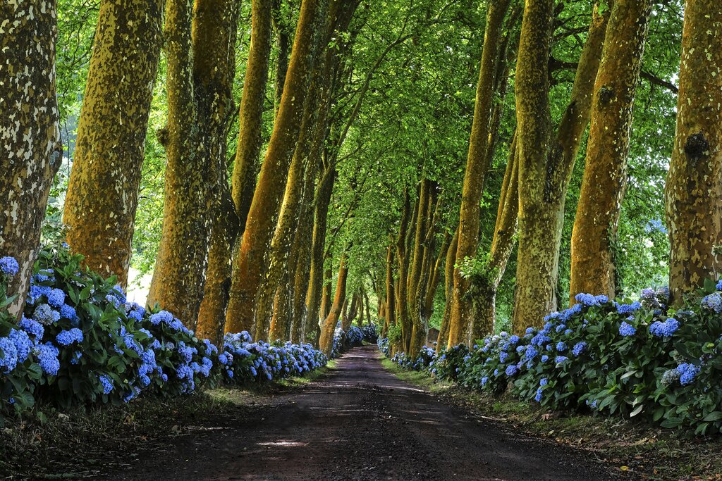 Azores road surrounded by hydrangeas, ideal for exploring the islands by car