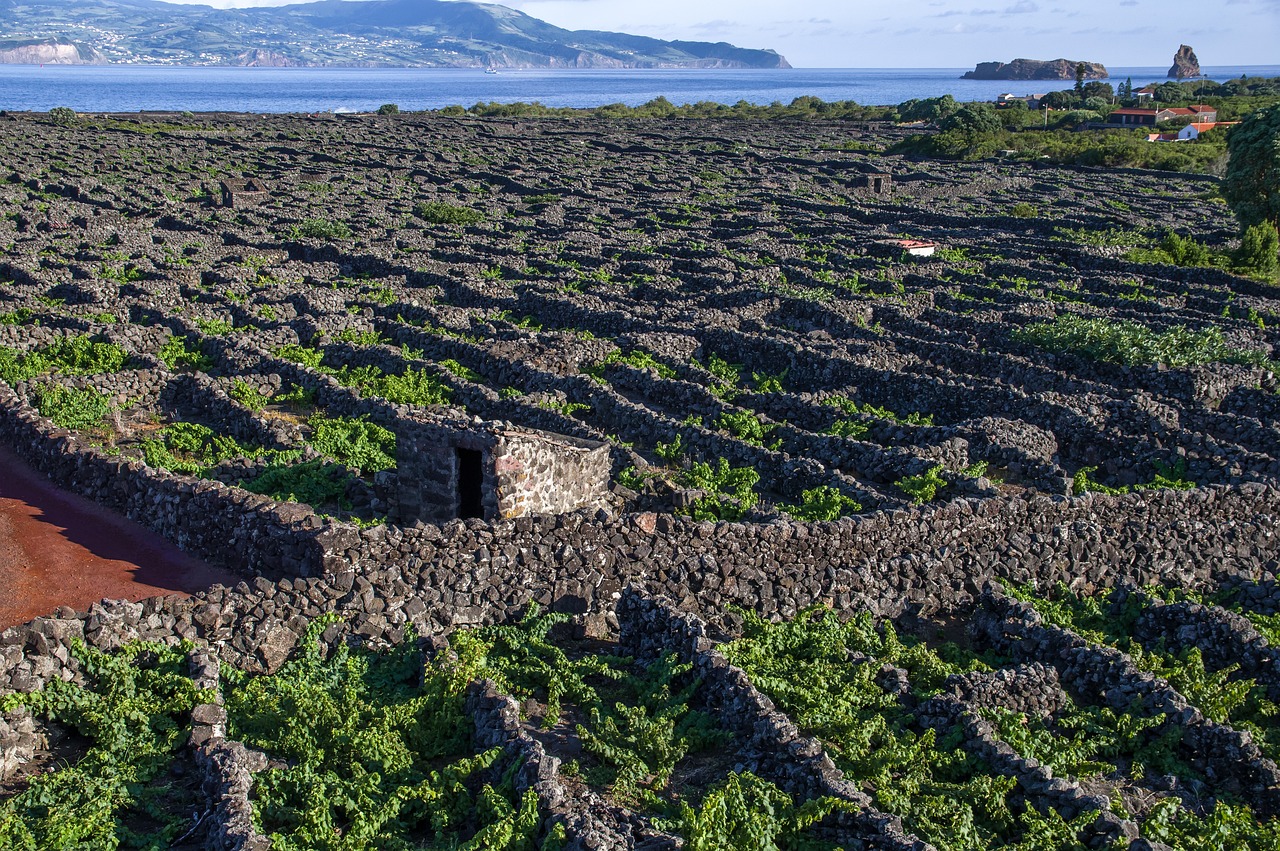 Viñedos de Pico Azores con muros de basalto currais — Patrimonio UNESCO
