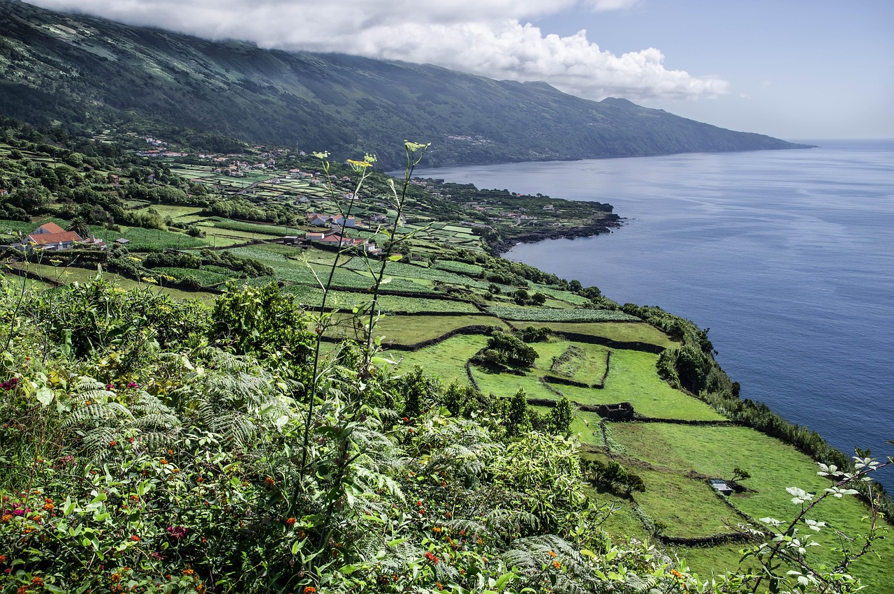 Viñedos volcánicos de Pico Azores en Madalena Campos de viña volcánica en Madalena, isla de Pico