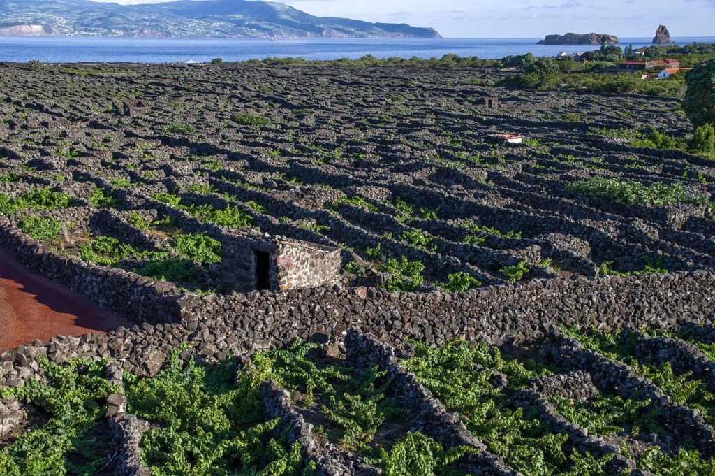 Pico vineyards in the Azores divided by UNESCO-listed basalt currais