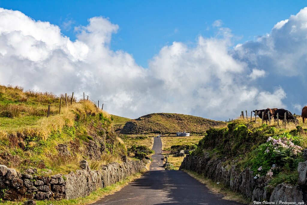 Rural road through volcanic pastures with grazing cattle on Pico Island, Azores