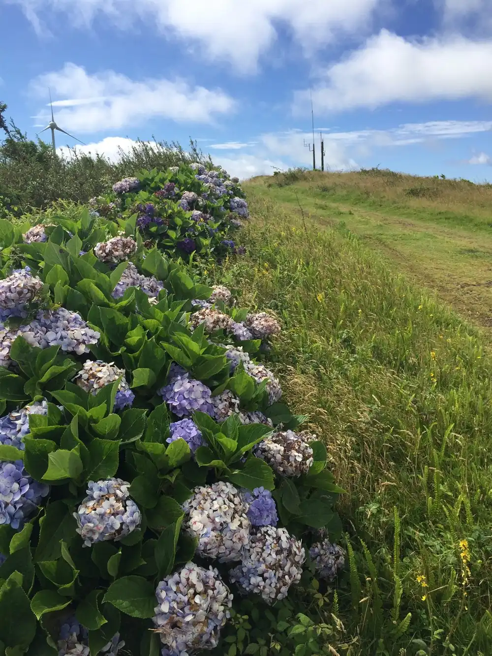 Hortensias junto a una carretera panorámica de las Azores