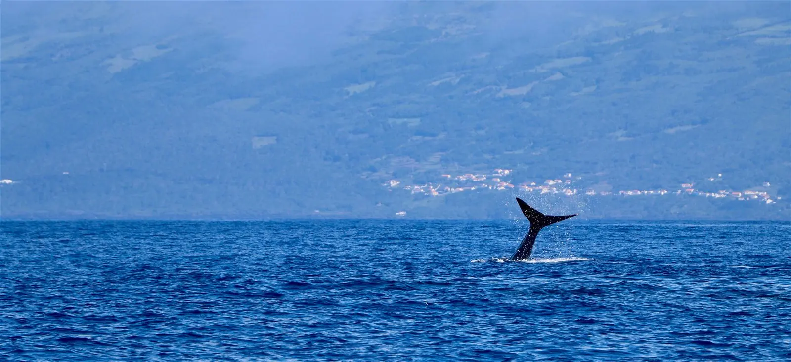 Barco de avistamiento de ballenas junto a la isla de Pico