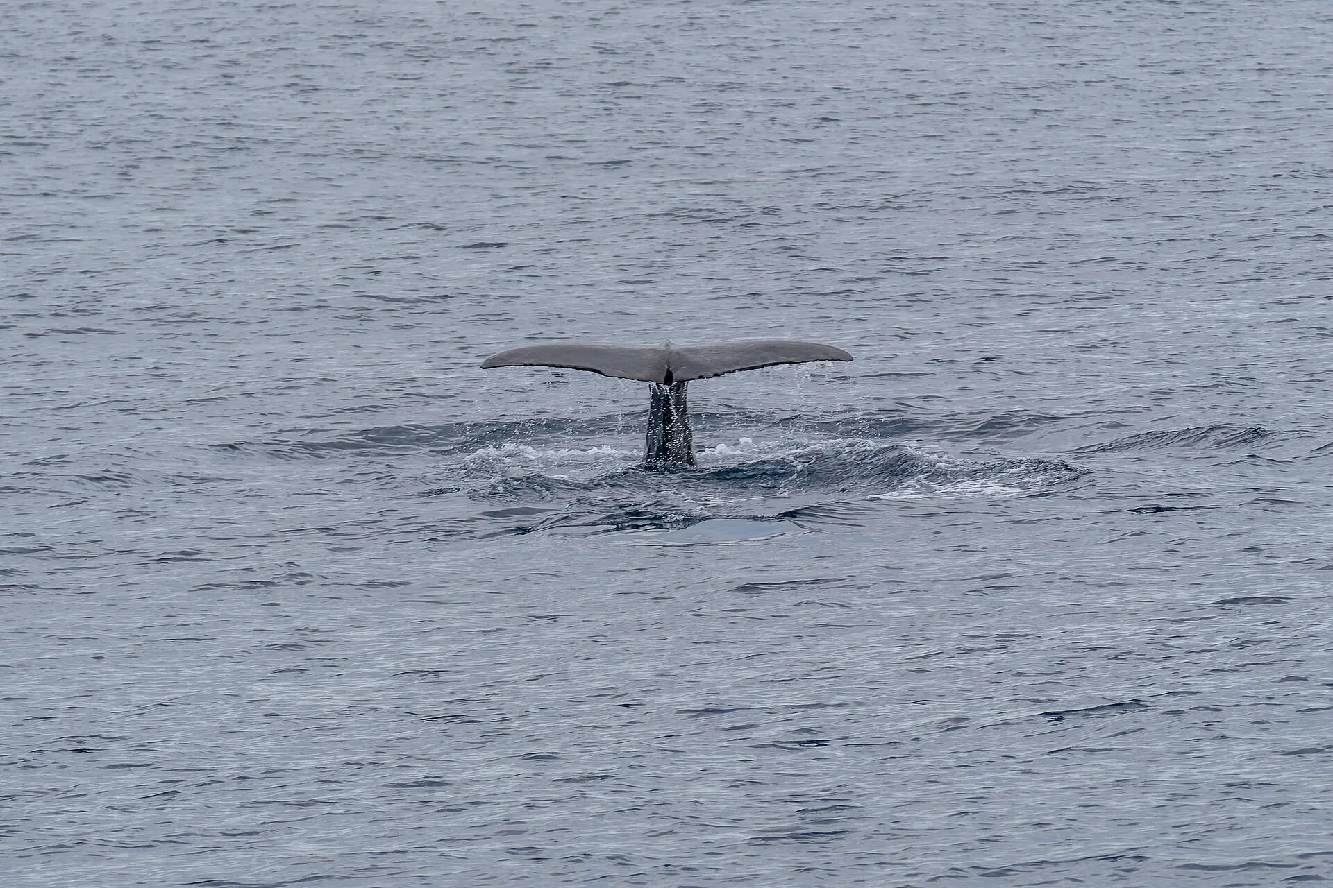 Cola de un cachalote al sumergirse frente a São Miguel, Azores