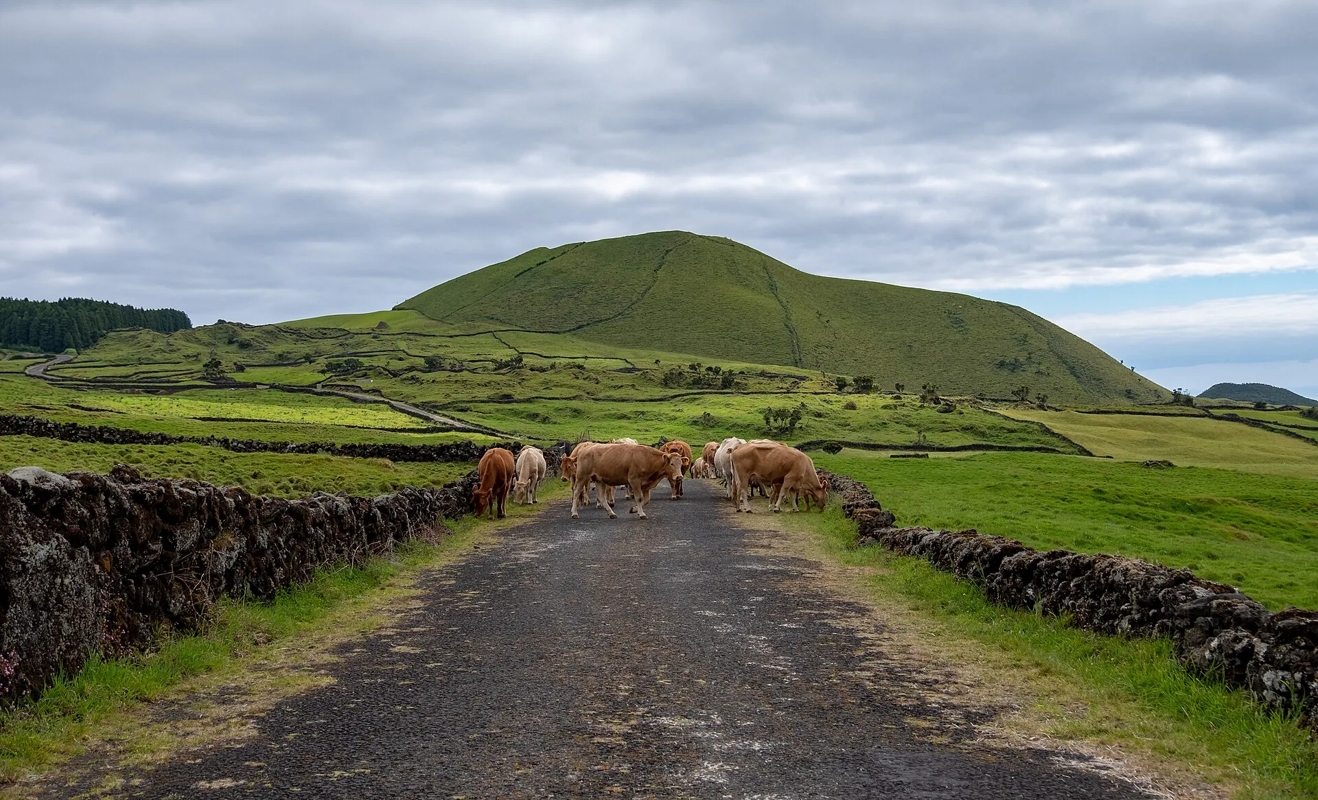 Cattle blocking a narrow country road on Pico Island, Azores