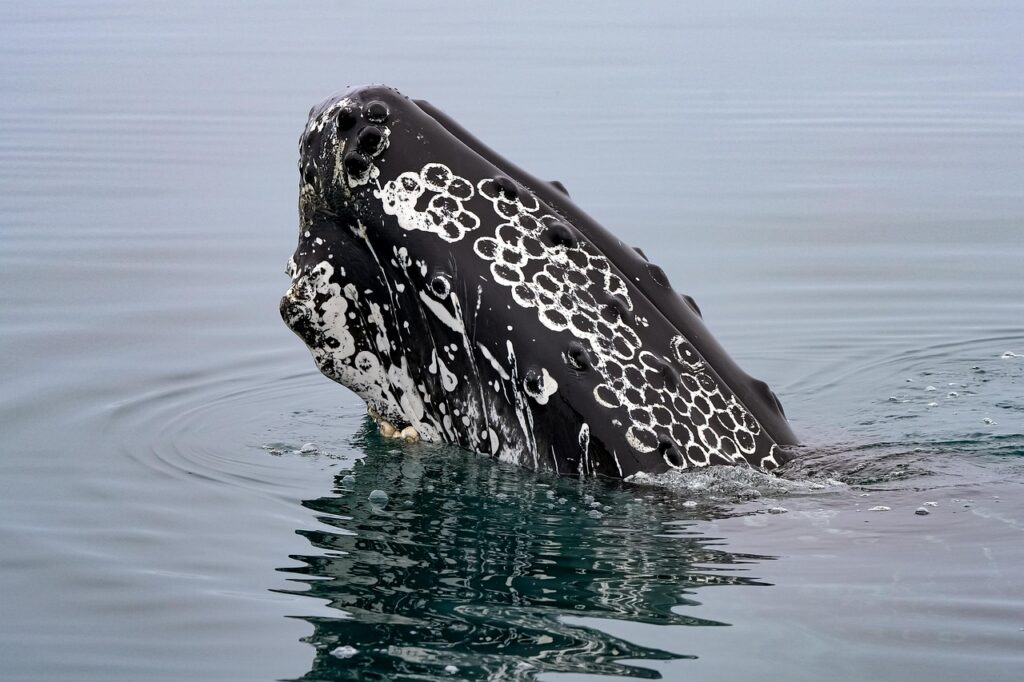 Cabeça de uma baleia-de-bossa à superfície do mar